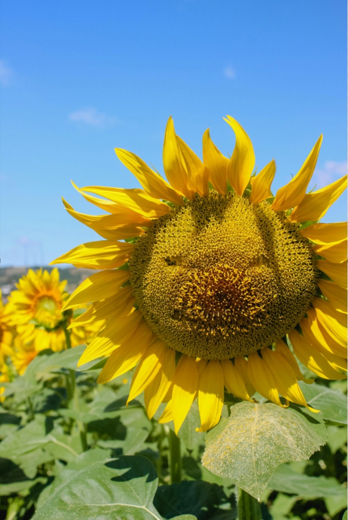 Abstract visualization of plant data